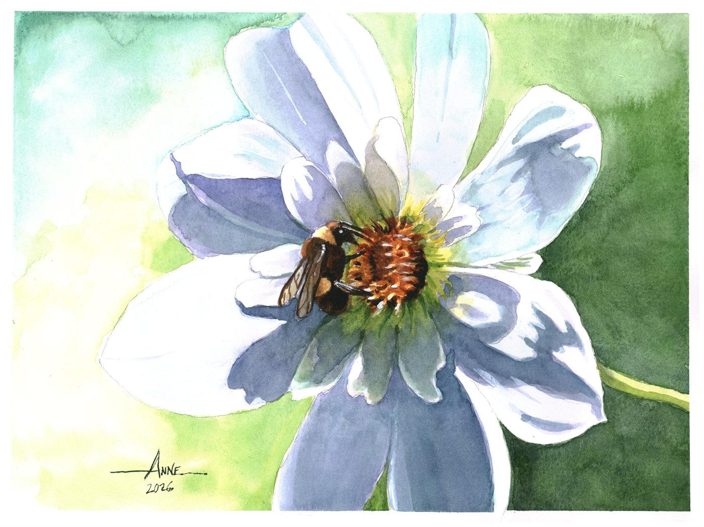 Watercolor close-up of a bumblebee on the golden center of a pale dahlia