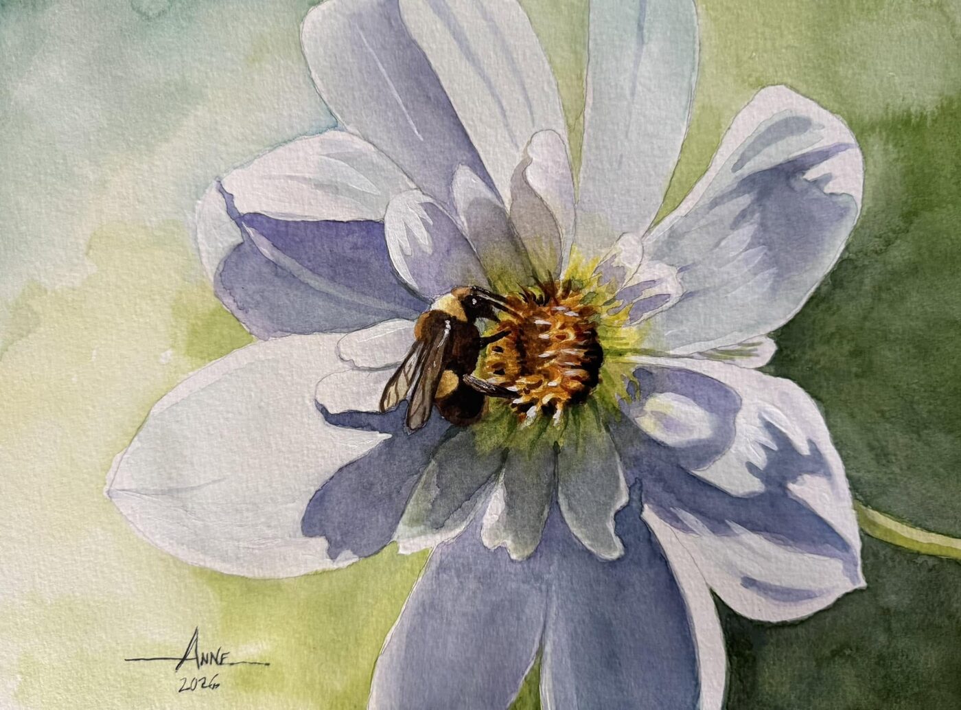 Watercolor close-up of a bumblebee on the golden center of a pale dahlia
