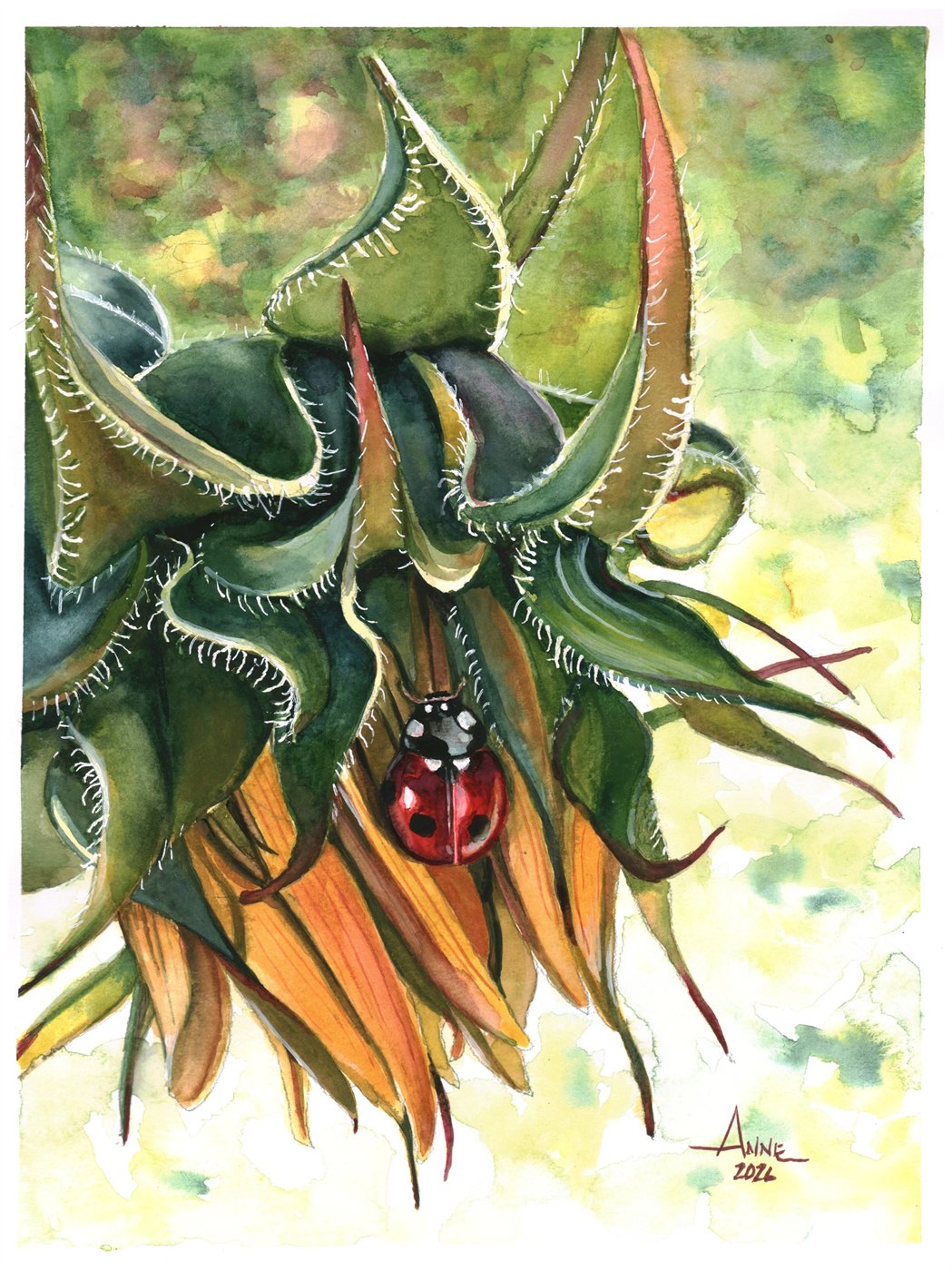 Watercolor of a red ladybug on the underside of a drooping sunflower, its fuzzy green leaves curling around it