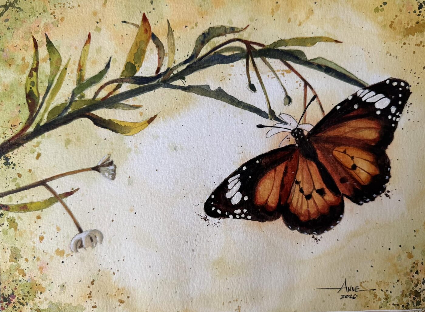 Watercolor of a monarch butterfly resting on a milkweed branch against a warm ochre wash