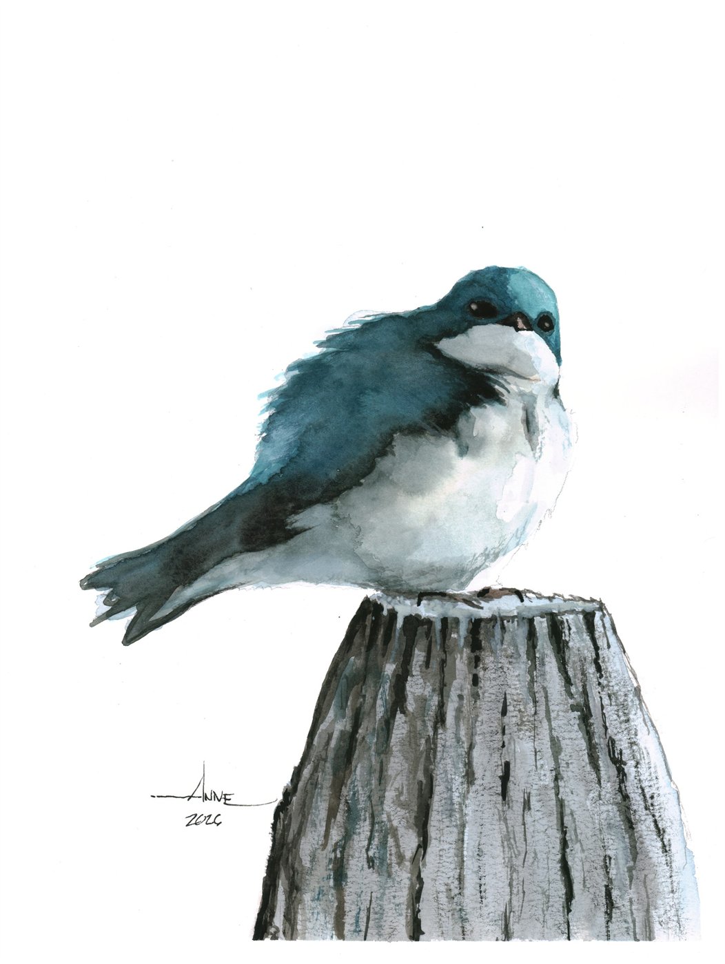 Watercolor of a plump tree swallow perched on a weathered grey post