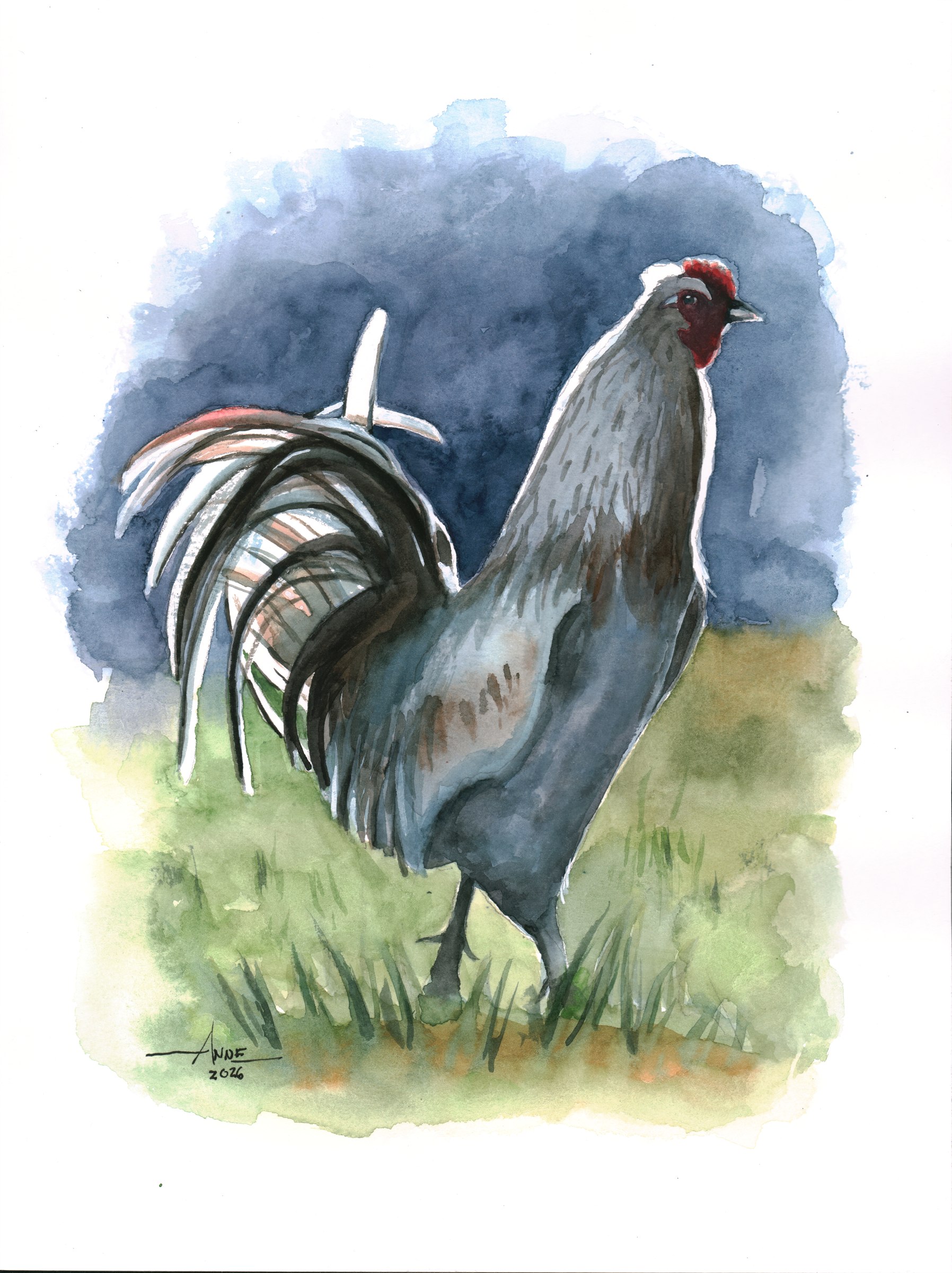 Watercolor of a grey rooster standing in grass under a blue sky