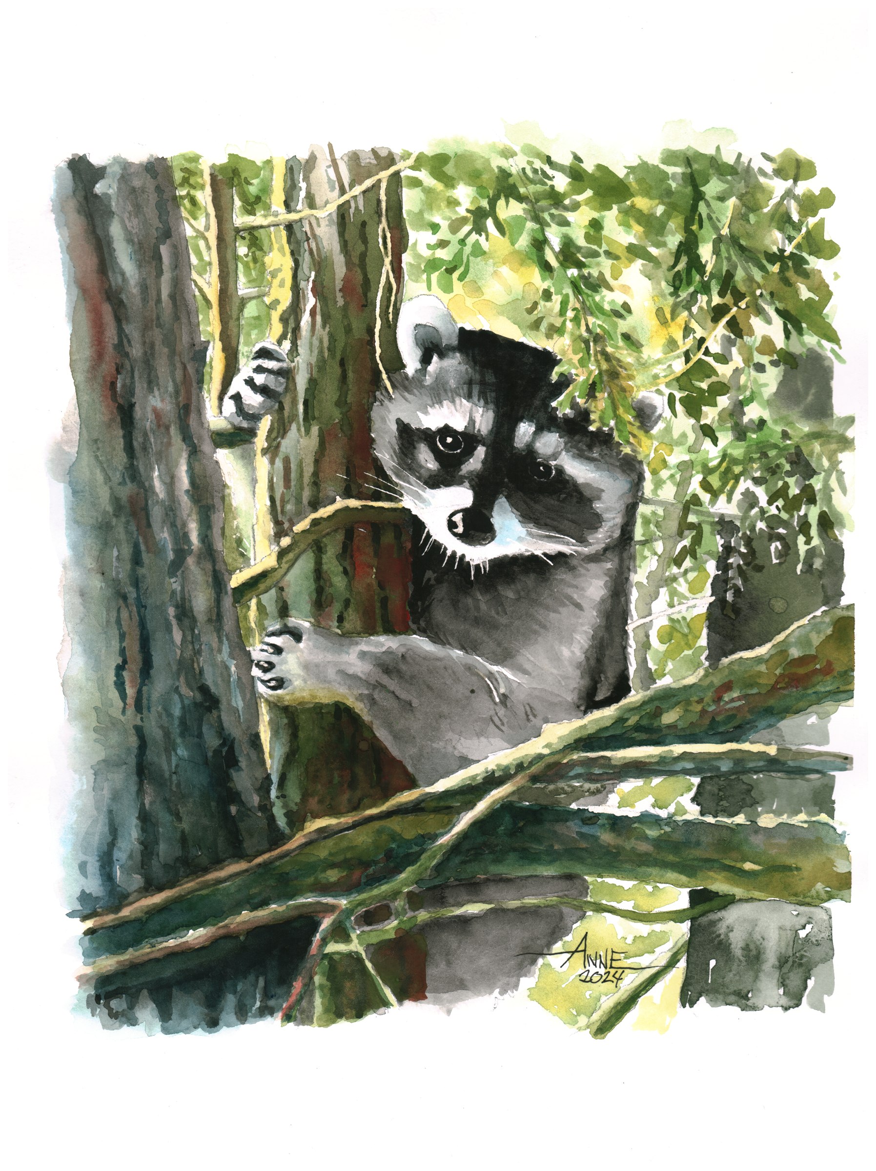 Watercolor of a raccoon peering out from a tree