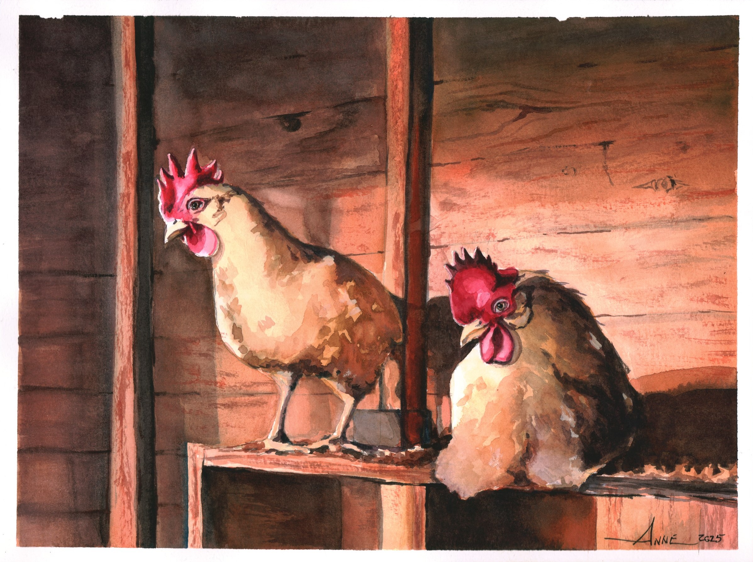 Watercolor of two hens on a wooden roost in warm barn light
