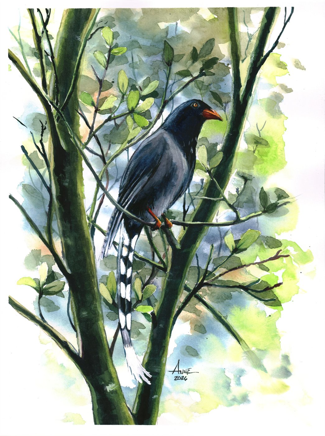 Watercolor of a Taiwan blue magpie with a long banded tail, perched among leafy branches